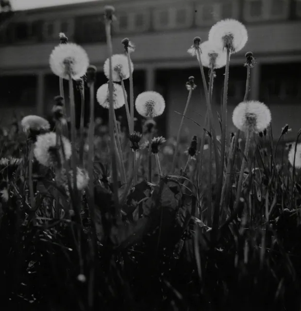 Pusteblumen vor dem Haus