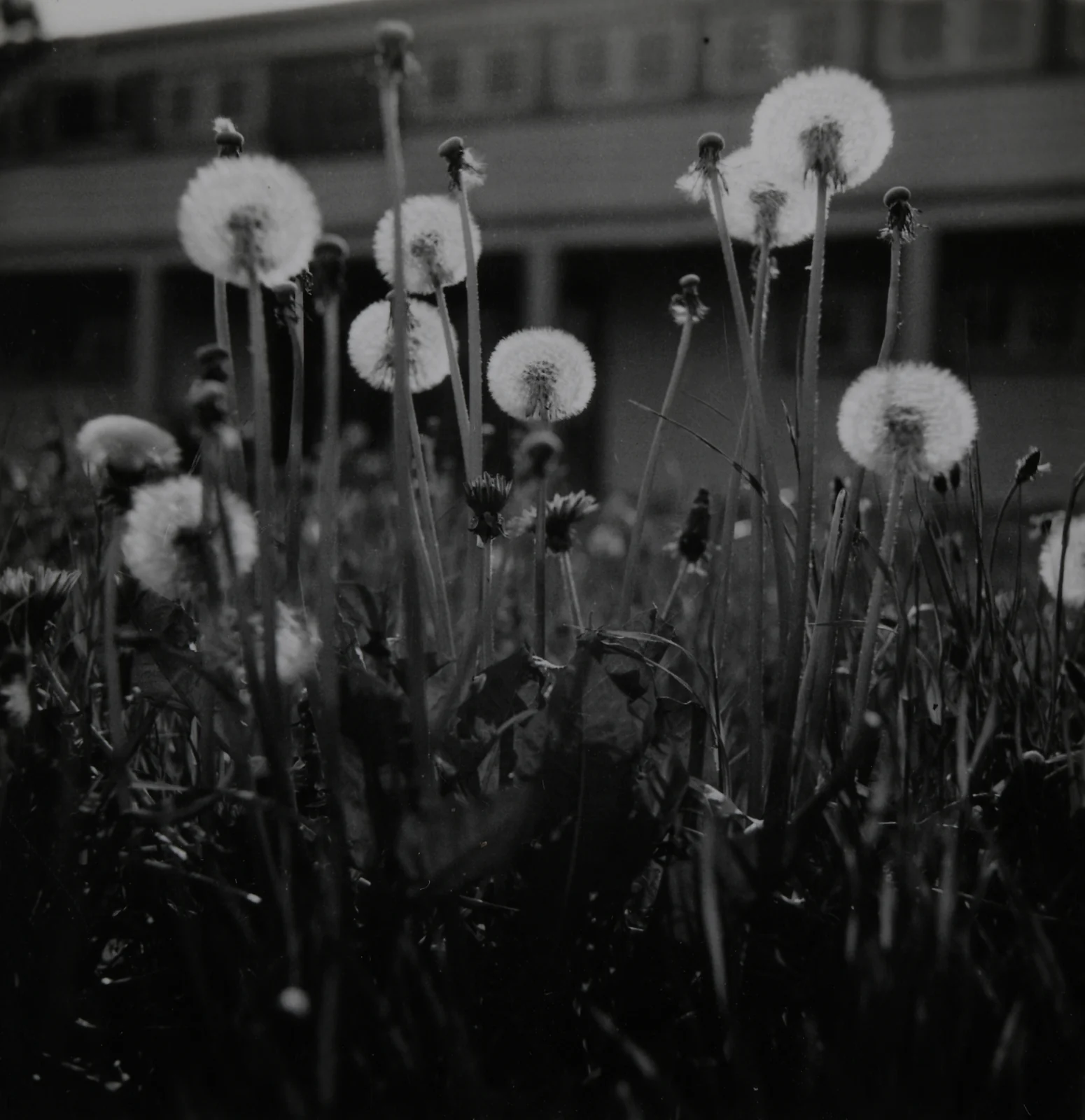 Pusteblumen vor dem Haus